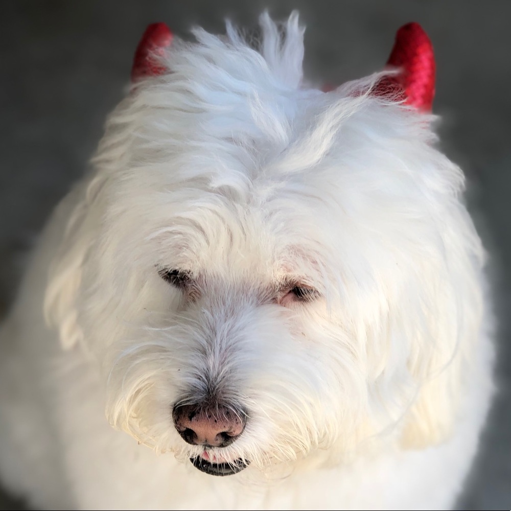 Meet your Posher, Diana